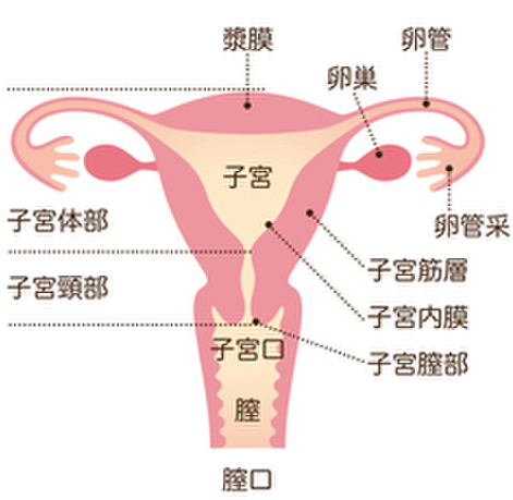 子宮筋腫の症状　粘膜下筋腫(ねんまくかきんしゅ)